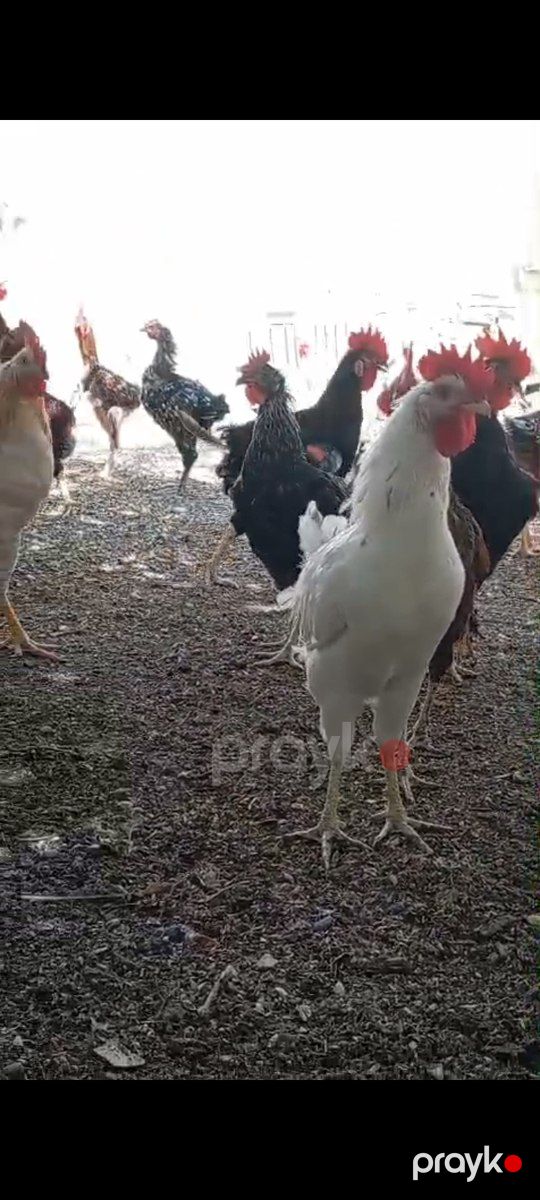 Kənd çolpası — Quşlar, Bakı (4)