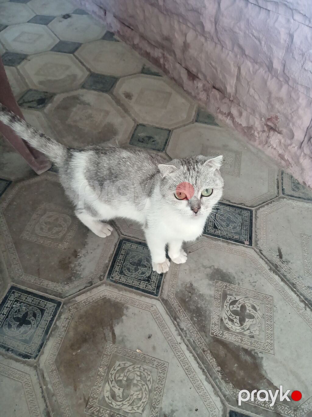 Şotland — Pişiklər, Bakı (5)