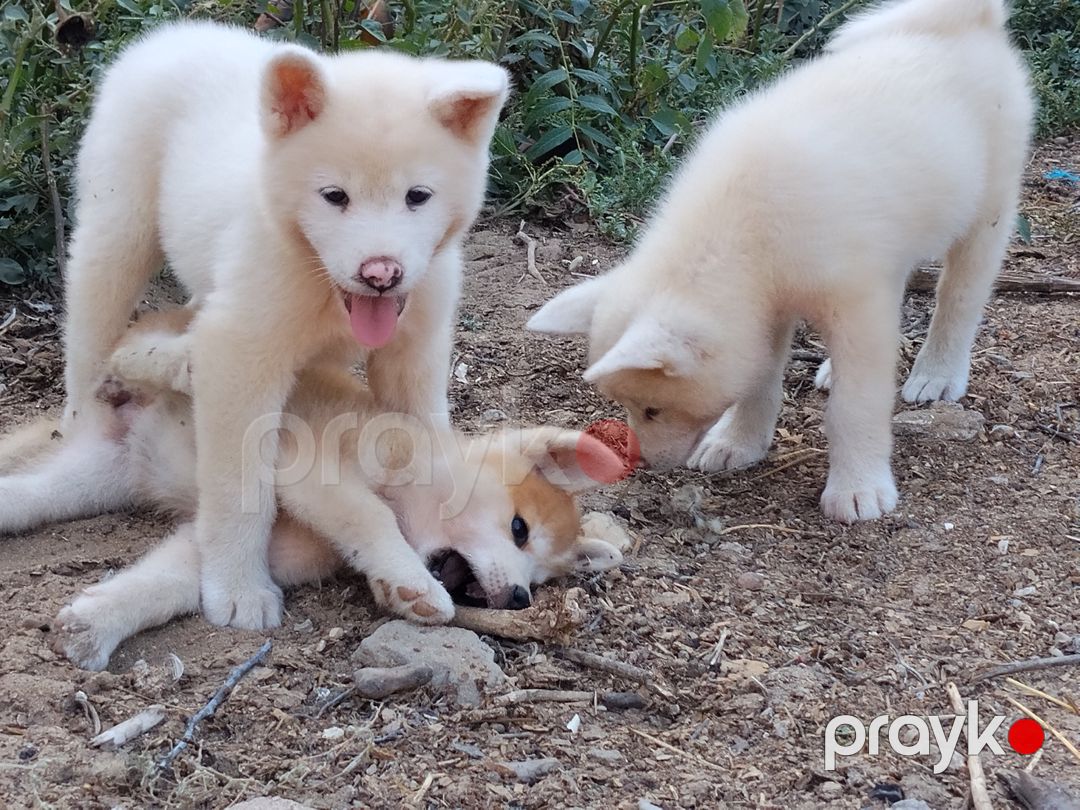 Akita-inu balaları — Köpəklər, Bakı (3)