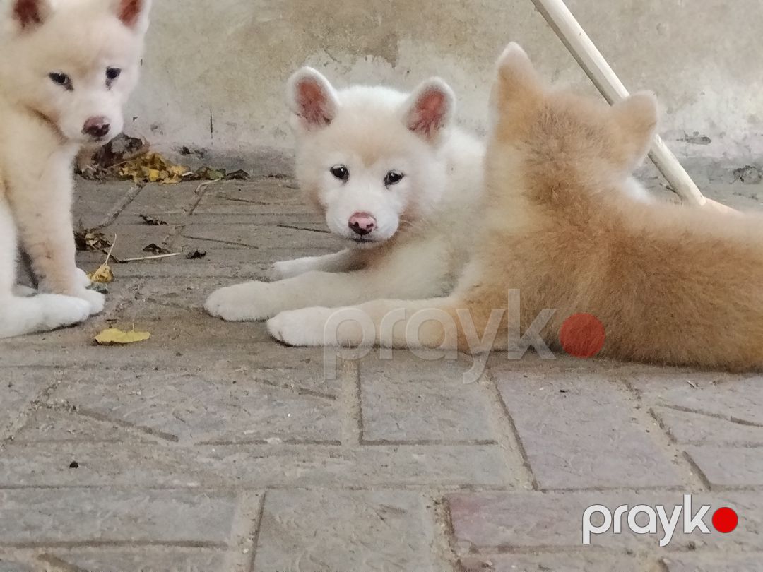 Akita-inu balaları — Köpəklər, Bakı (8)