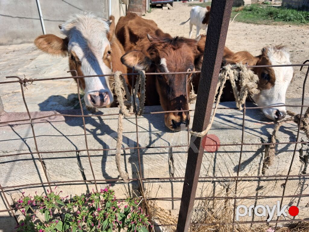 Dana, buzov, Dişi, ay: 6, Damazlıq — Kənd təsərrüfatı heyvanları, Xırdalan (2)