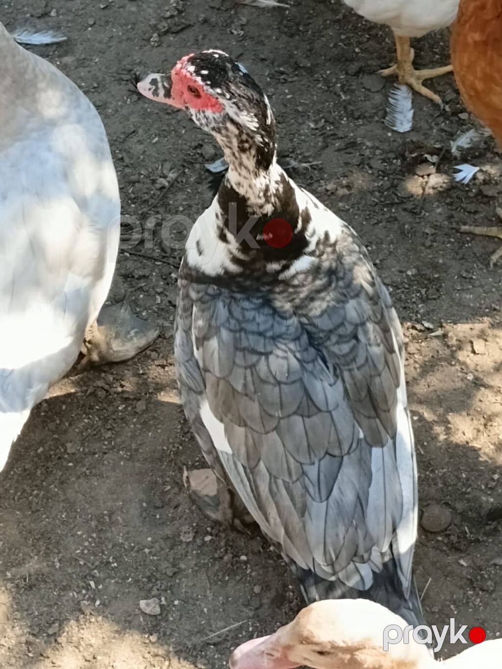 Mullard cinsi lal ördəkdi 2i Maya anadır yumurtlayır gözəl baxılar — Digərləri, Digah (3)
