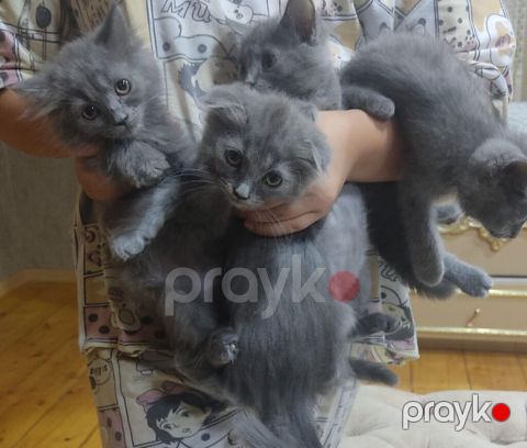 Shotland pishik balalar satilir 2ay yarimliq Qiymet 1ededi 60 man — Ceyranbatan