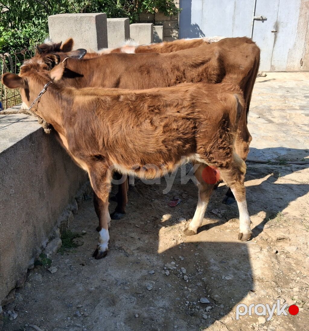 Dana, buzov, Dişi, ay: 6, Damazlıq — Kənd təsərrüfatı heyvanları, Xırdalan (8)