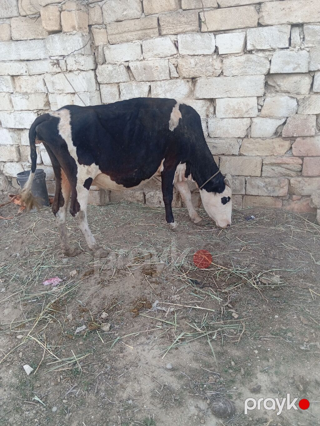 Dişi, Simental, il: 6, 200 kq, Südlük, Damazlıq — Kənd təsərrüfatı heyvanları, Xırdalan (3)