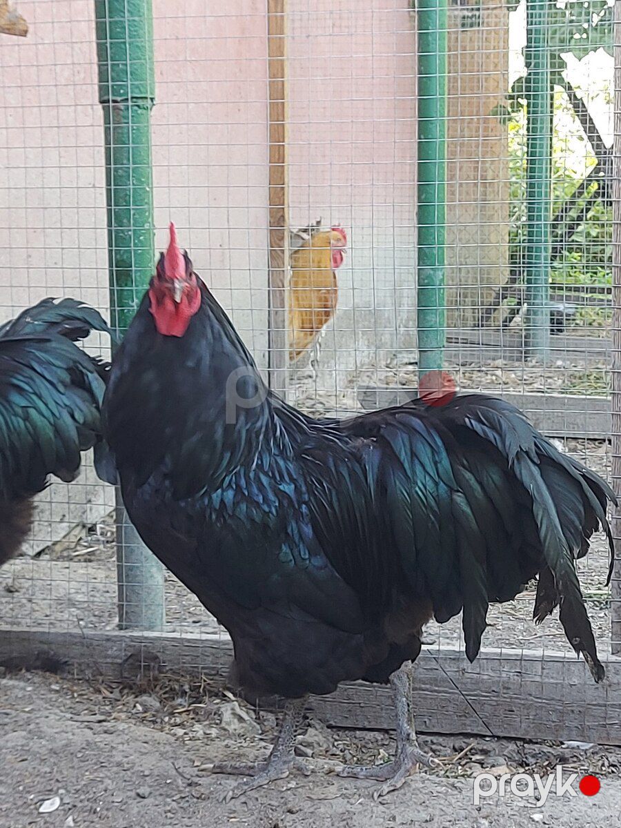 Avsrtalop mayalı yumurtası — Quşlar, Xaçmaz (2)