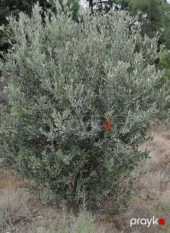 Zeytun ağacı — Bitkilər, Bakı (5)