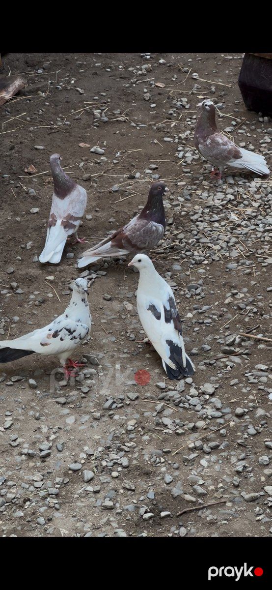 Göyərçinlər — Quşlar, Bakı (2)