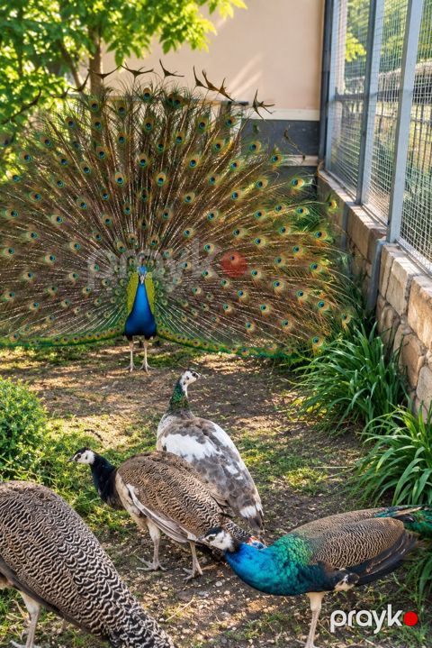 Məhsul: Tavus quşları (hind toyuğu – “peacock/peahen”) Tovuzquşu — Digah
