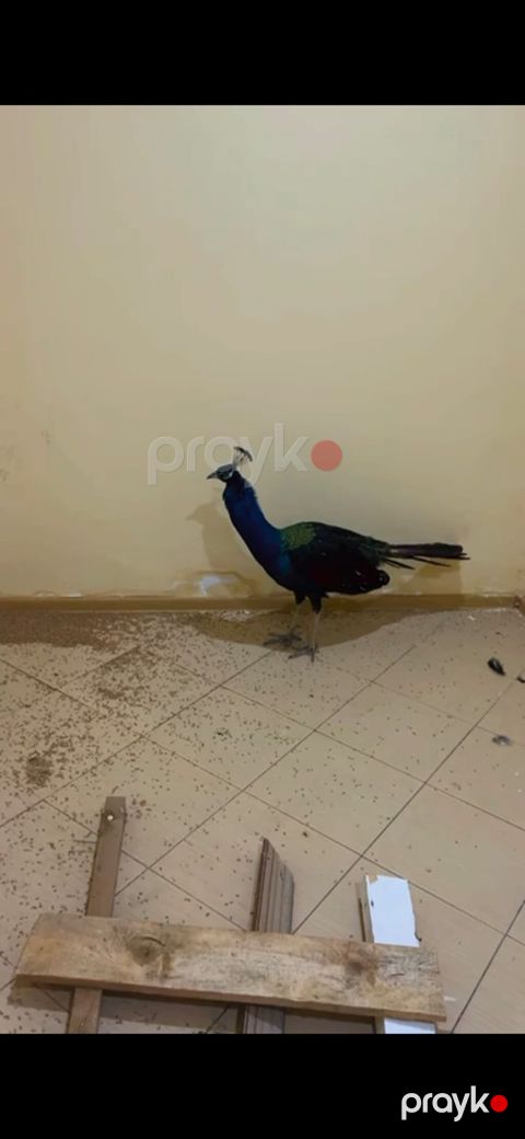 Tovus (páva) – dekorativ quş - Növ: Tovus, hind pavusu (Pavo — Digah
