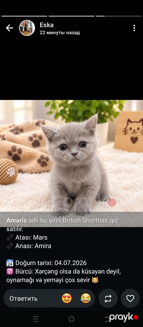 Britan, Dişi — Gəncə
