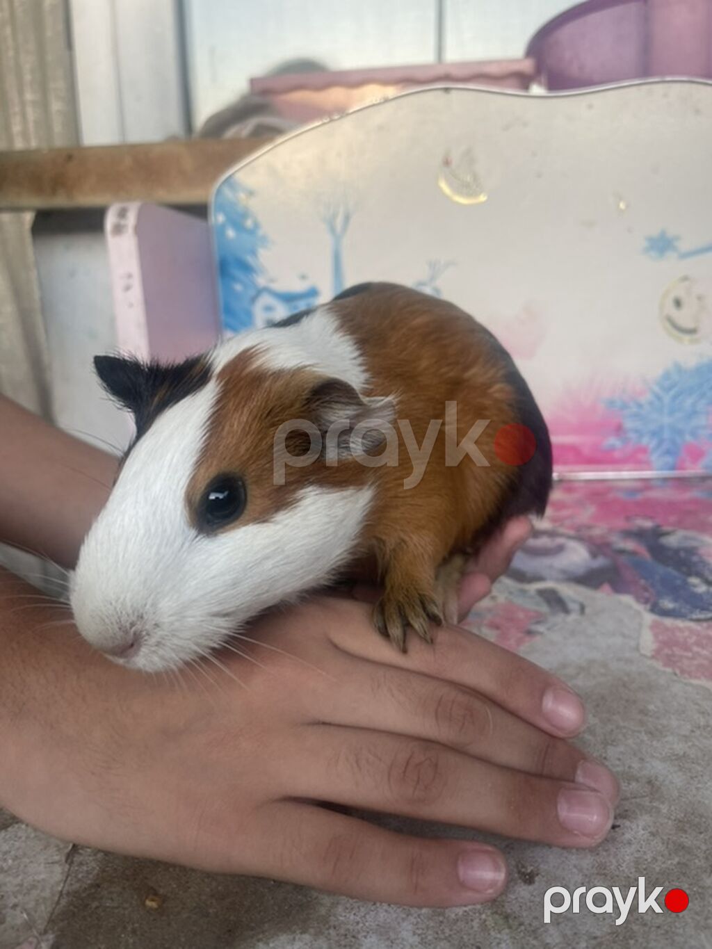 Deniz donuzcugu morskaya svinka) (guinea pig) - Növ: Kobay (guinea — Kəmiçilər, Bakı (6)