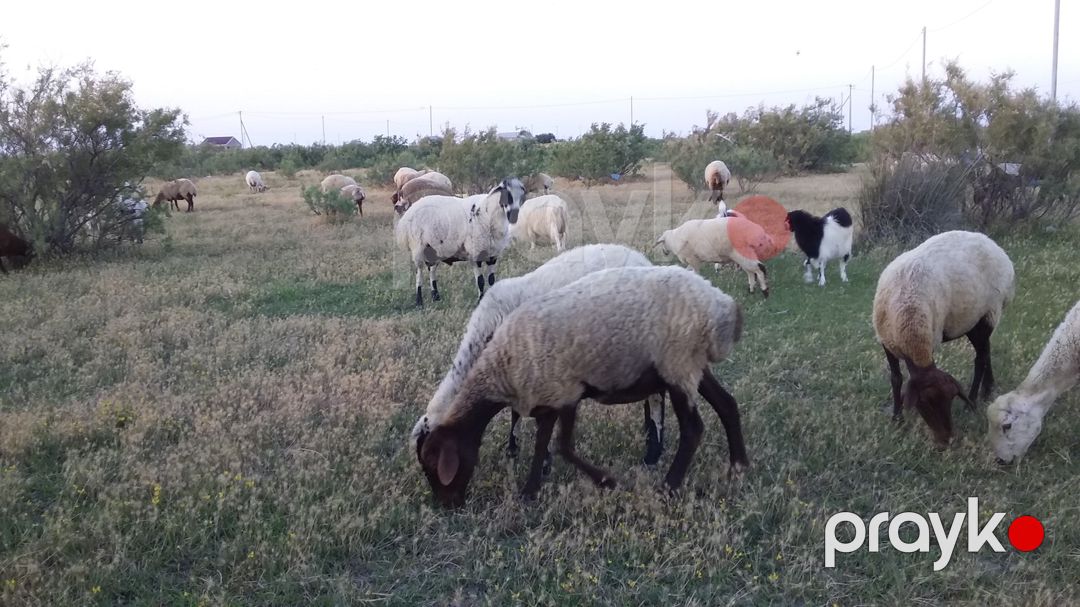 Qoyunlar və quzular — Kənd təsərrüfatı heyvanları, Bakı (6)