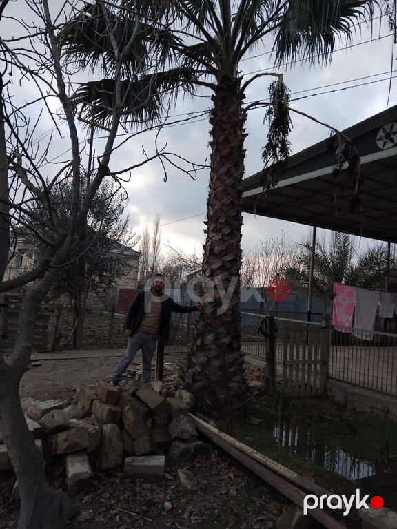 Palma ağacları — Bitkilər, Masallı (5)