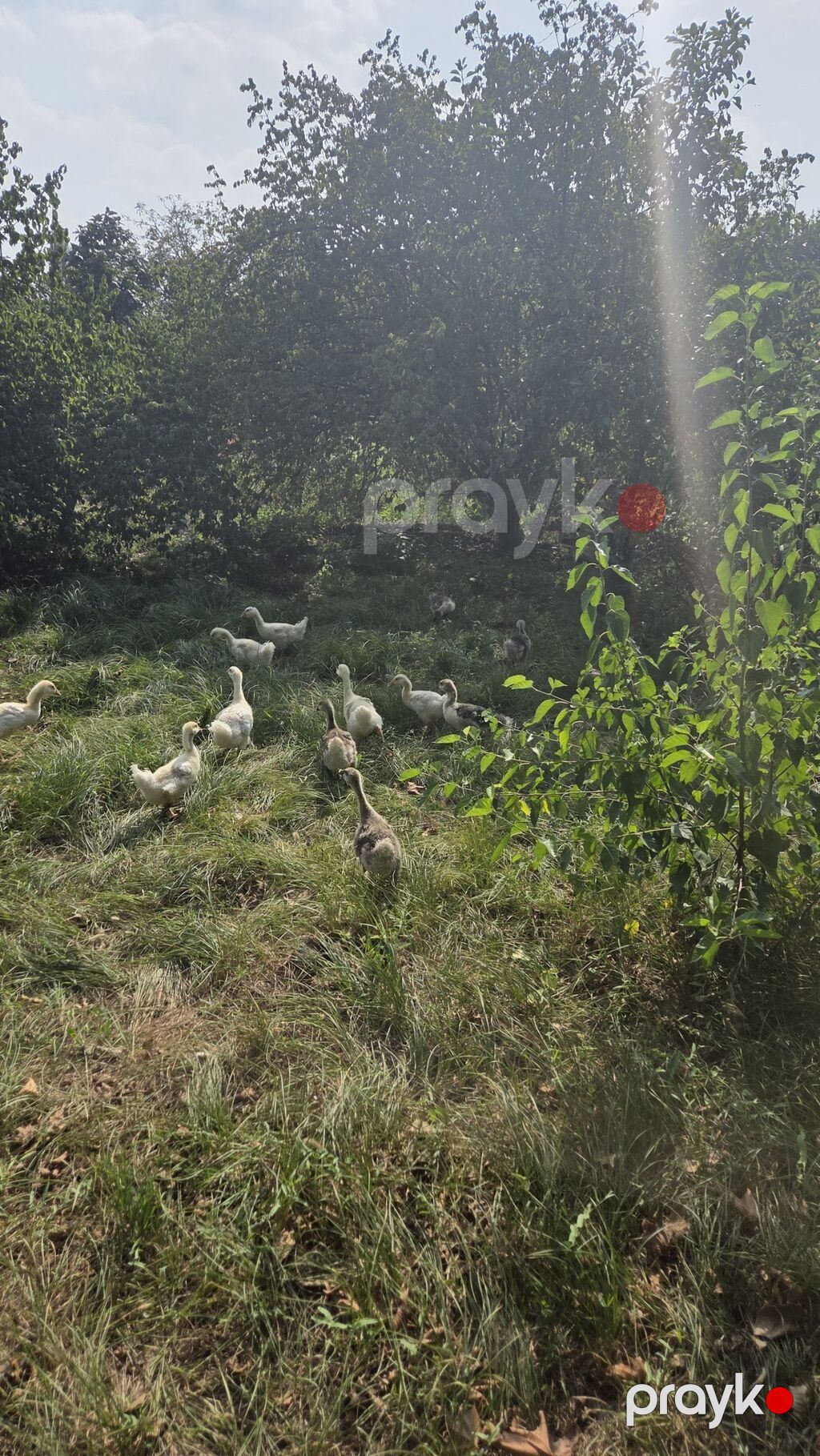 Təbii şəraitdə bəslənən qaz balaları - Açıq otlaqda sərbəst — Digərləri, Gəncə (3)