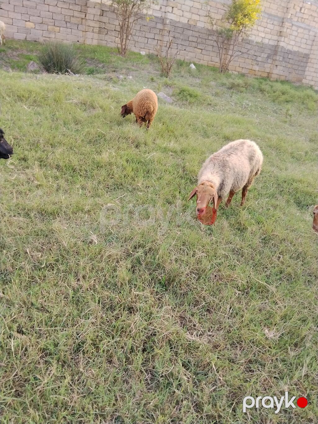Salam anblad bala ərkəydi sağlam heyvanard qoyun yasdd. riyal alcye — Kənd təsərrüfatı heyvanları, Fatmayı (4)