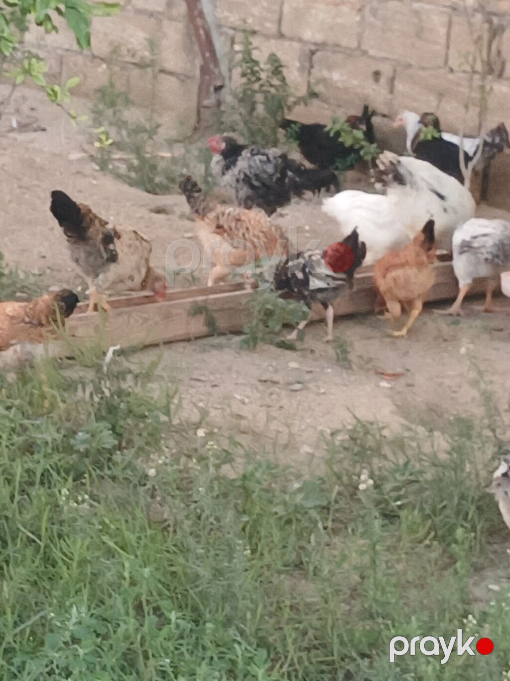 Toyuq, Ətlik, Ünvandan götürmə — Toyuq və xoruz, Bakı (9)