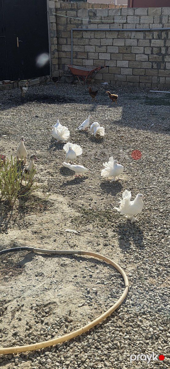 Quşlar — Quşlar, Sumqayıt (10)