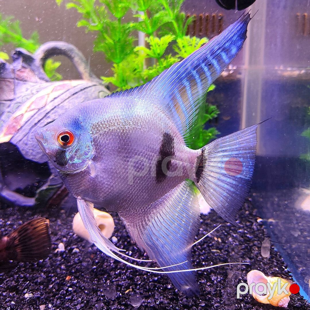 Pterophyllum Scalare Blue Silver zebra cütü — Akvariumlar və balıqlar, Bakı (2)