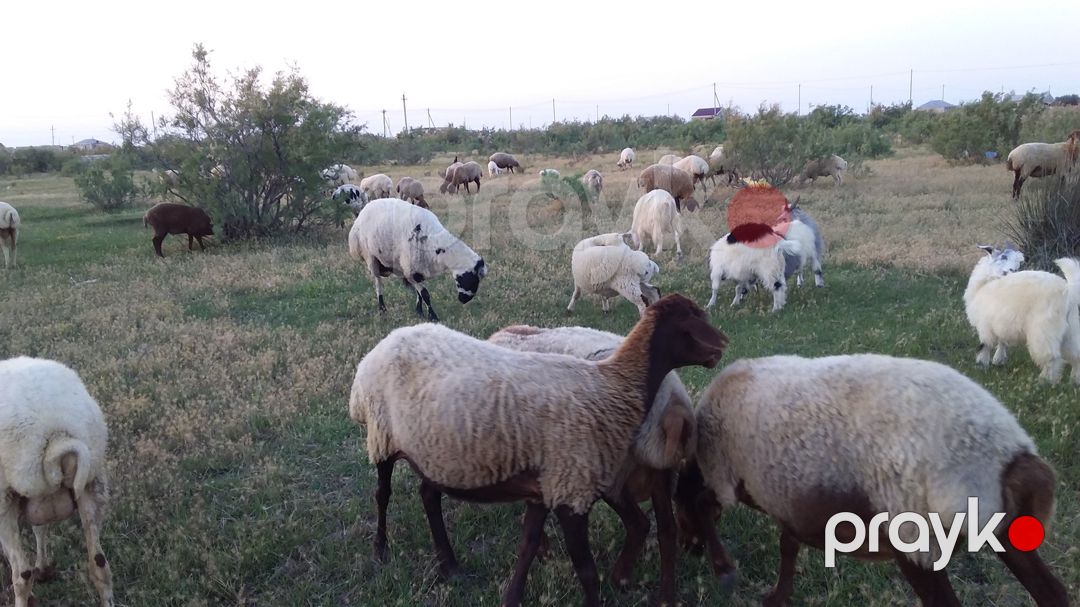 Qoyunlar və quzular — Kənd təsərrüfatı heyvanları, Bakı (7)