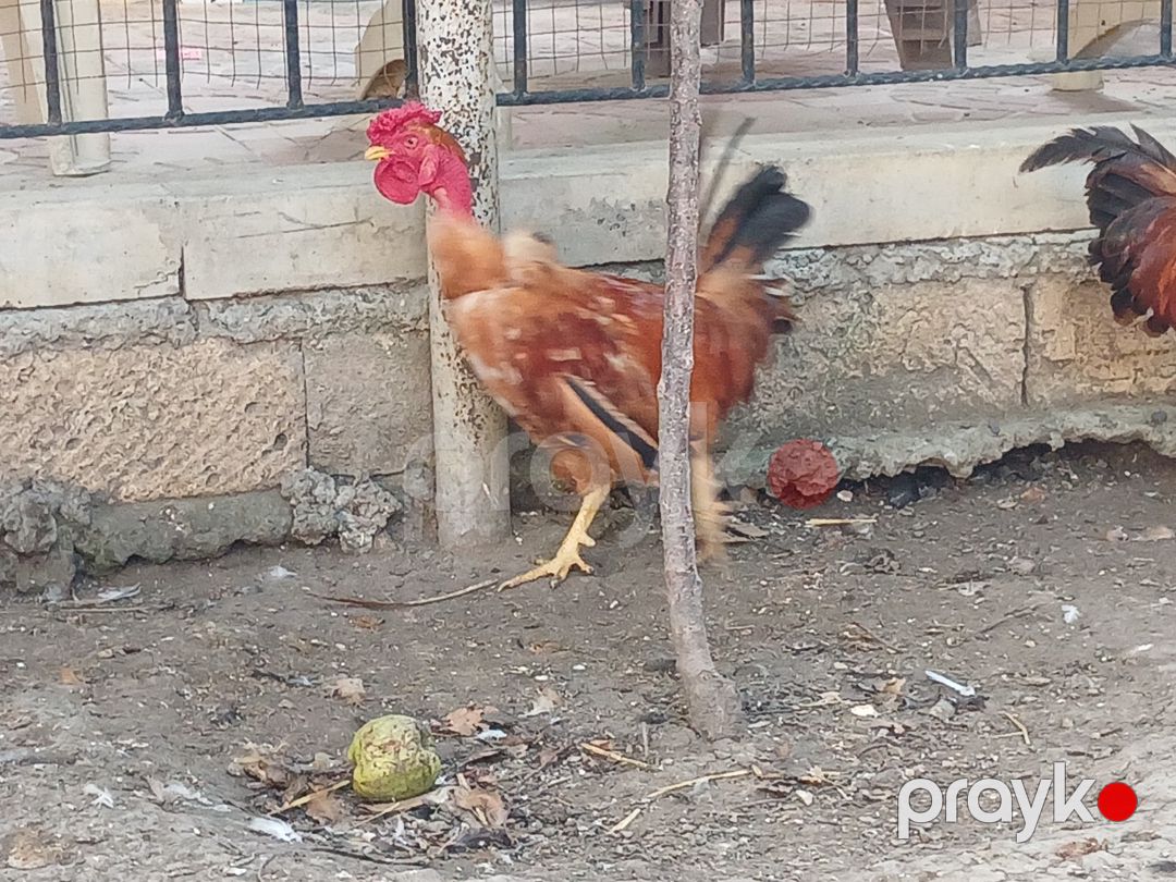 Xoruzlar — Quşlar, Bakı (3)