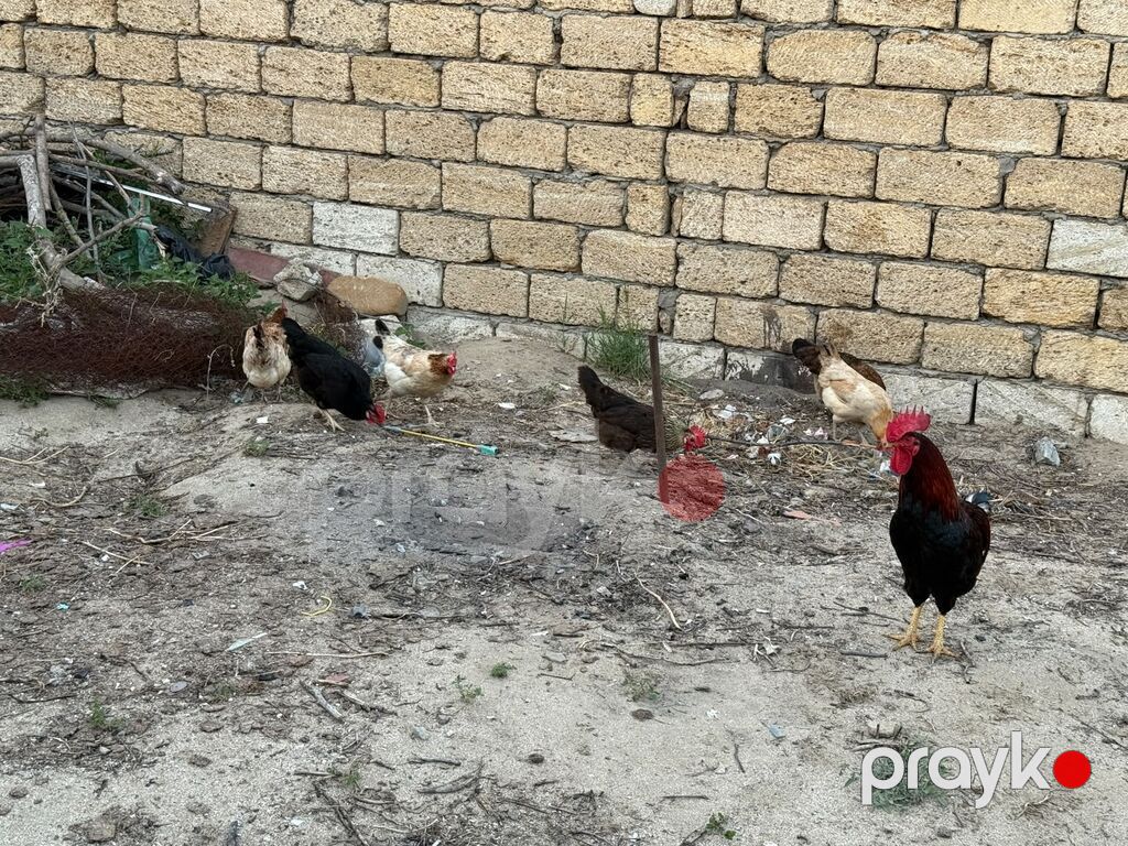 Toyuq, Yumurtalıq, Ünvandan götürmə — Toyuq və xoruz, Sumqayıt (5)