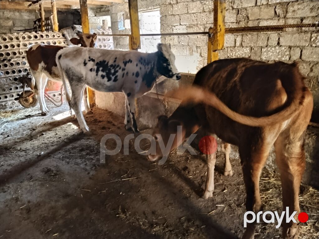 3 baş yerli dişi dana 6 aylıqdılar yem ot yeyirlər tam sağlamdılar pul — Kənd təsərrüfatı heyvanları, Digah (4)