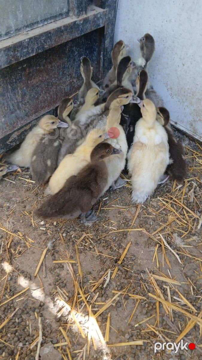 Lavanda lal ördəkləri — Quşlar, Bakı (4)