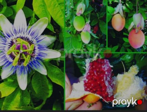 Passiflora — Bakı