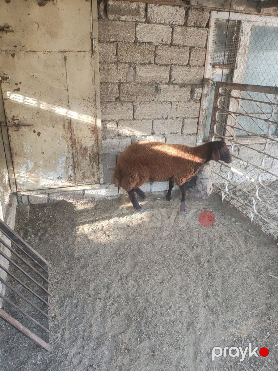 Qala toğlusu — Kənd təsərrüfatı heyvanları, Bakı (6)