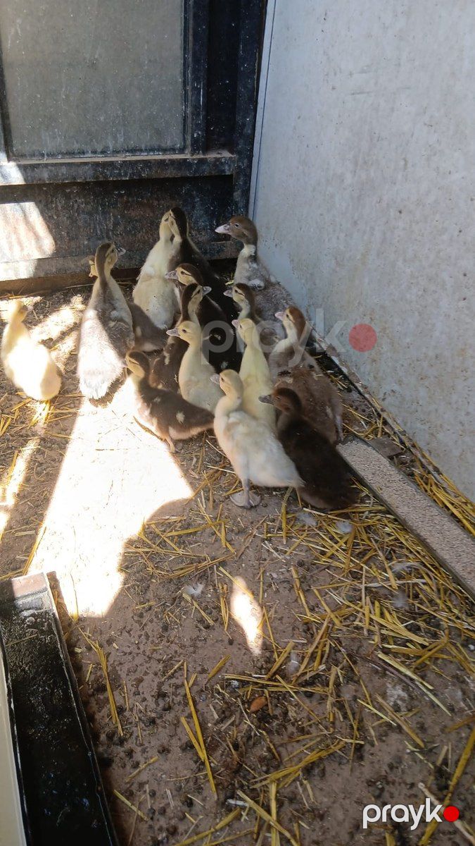 Lavanda lal ördəkləri — Quşlar, Bakı (5)