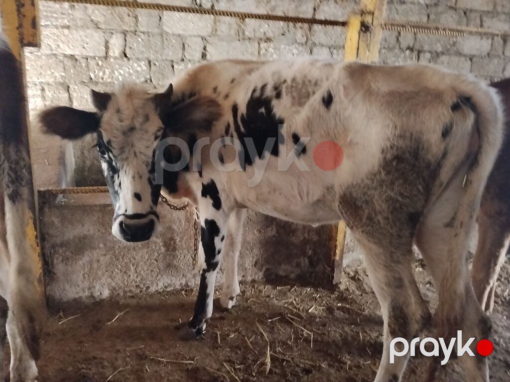 3 baş yerli dişi dana 6 aylıqdılar yem ot yeyirlər tam sağlamdılar pul — Kənd təsərrüfatı heyvanları, Digah (2)