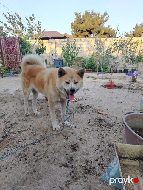 Akita-inu, Erkək, Ünvandan götürmə — Bakı