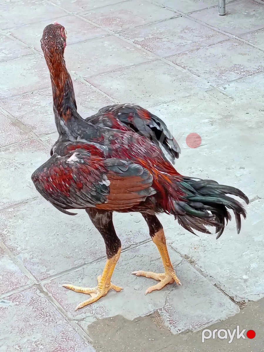 Heyratı xoruz — Quşlar, Bakı (3)