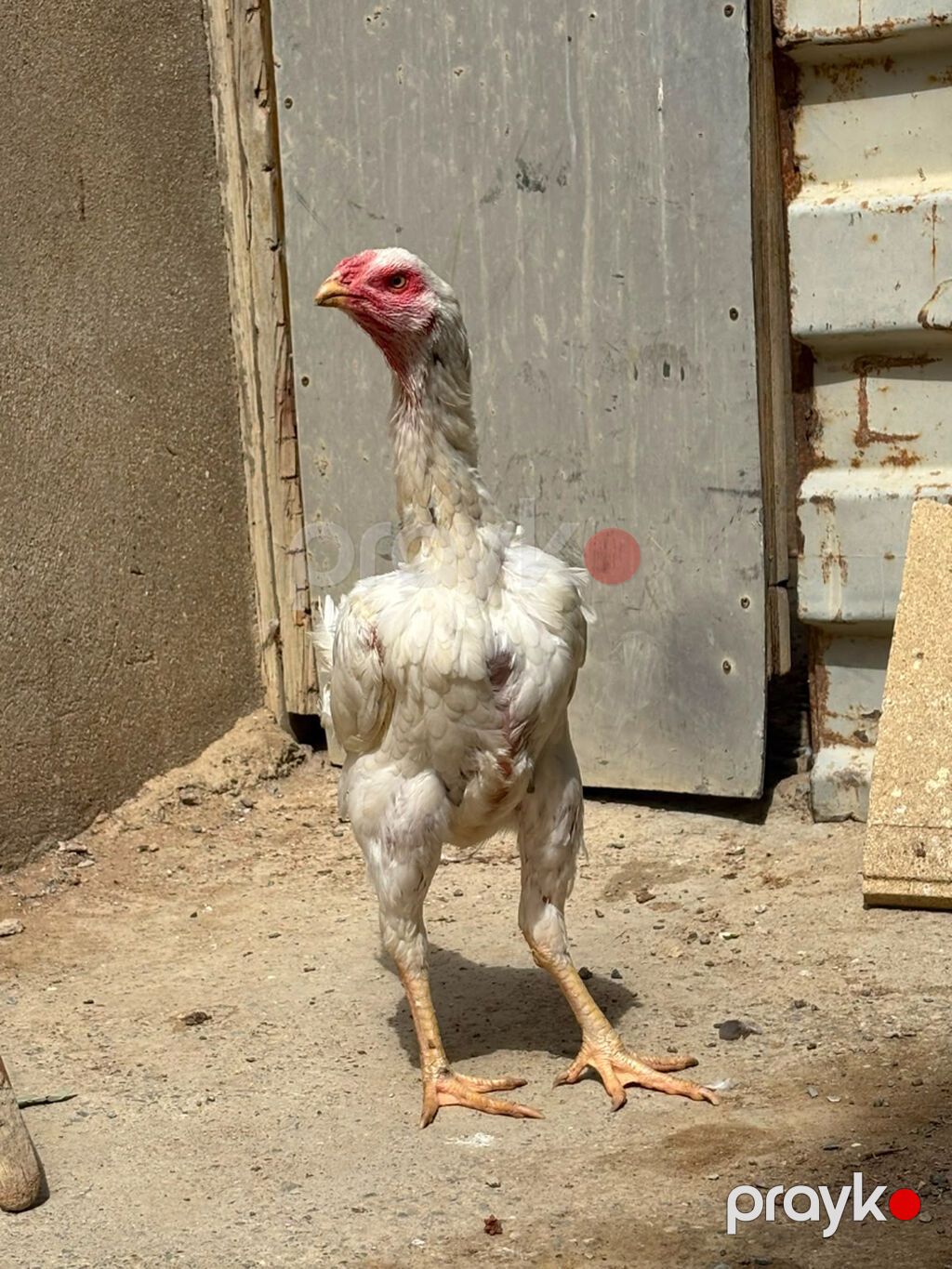 Salam daş pipik cins heyratı 1 illik tam sağlam aktiv — Digərləri, Bakı (7)