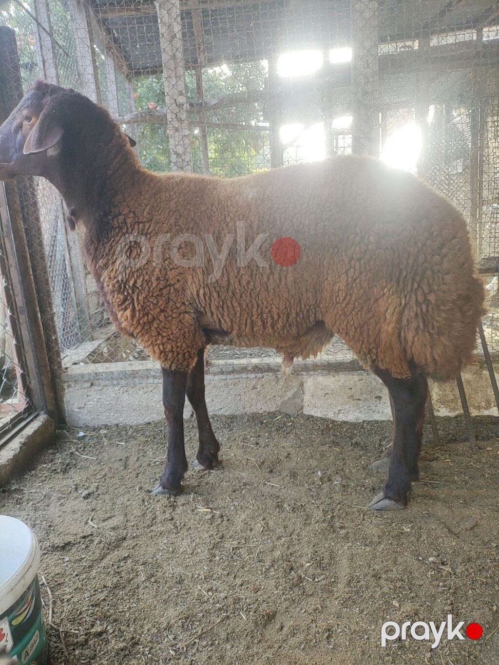 Qala cinsi Erkey toglu — Kənd təsərrüfatı heyvanları, Digah (5)