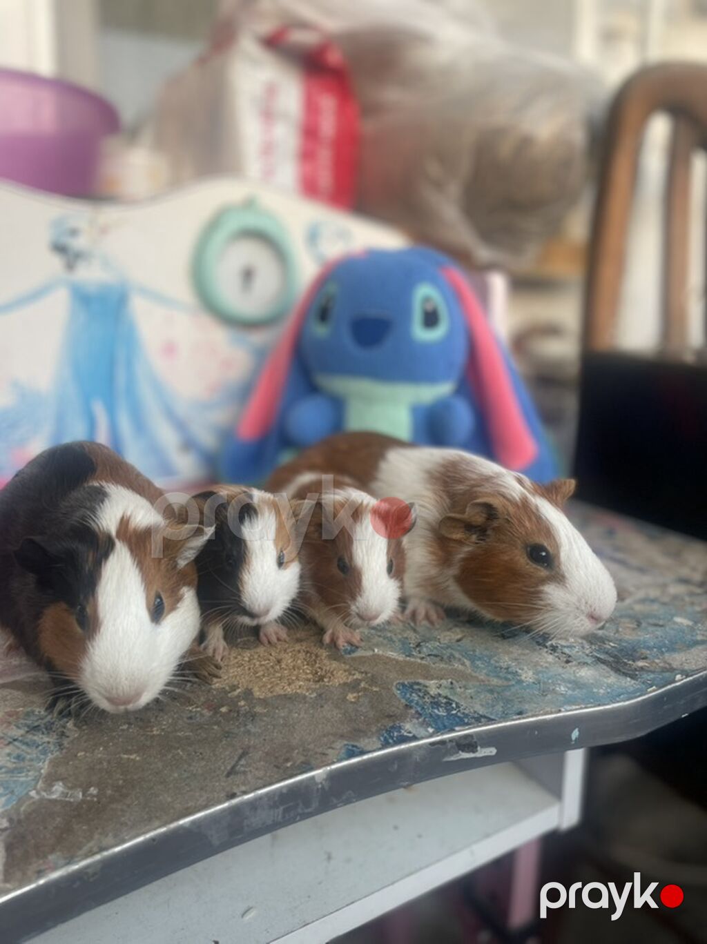 Deniz donuzcugu morskaya svinka) (guinea pig) - Növ: Kobay (guinea — Kəmiçilər, Bakı (7)