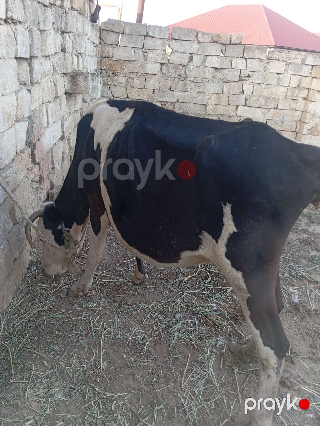 Dişi, Simental, il: 6, 200 kq, Südlük, Damazlıq — Kənd təsərrüfatı heyvanları, Xırdalan (2)