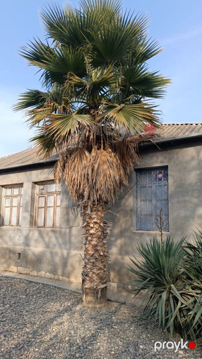 Palma ağacları — Bitkilər, Masallı (9)