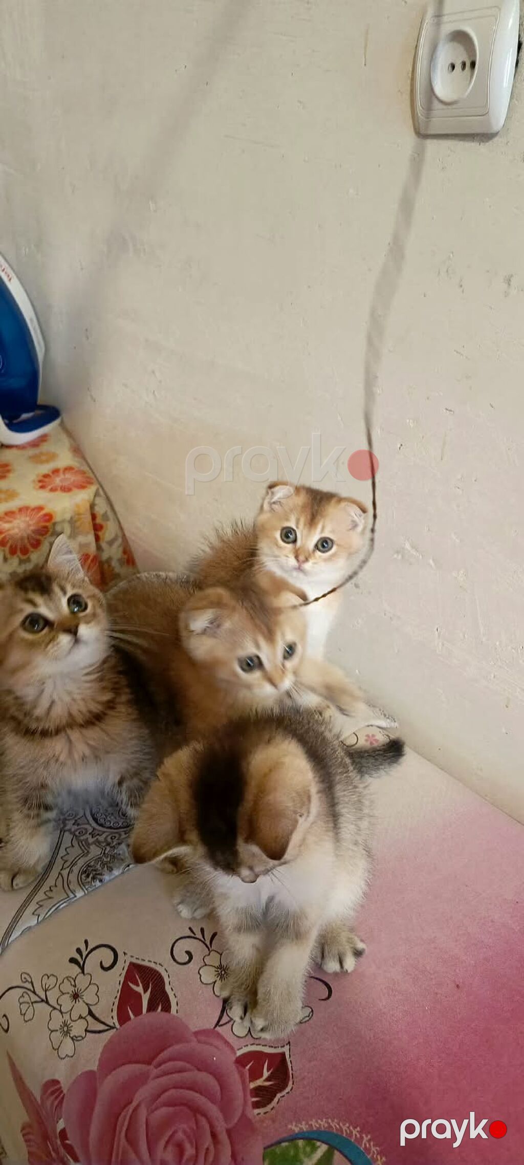 Qızıl şinşilla — Pişiklər, Bakı (6)