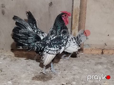 Sibrayt toyuqlar — Bakı
