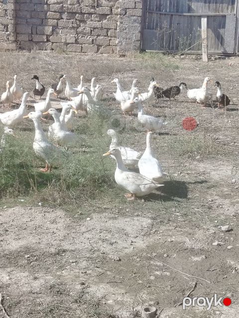 Ördəklər – təsərrüfat üçün sürü - Növ: ev ördəkləri (ağ rəng üstünlük — Digah
