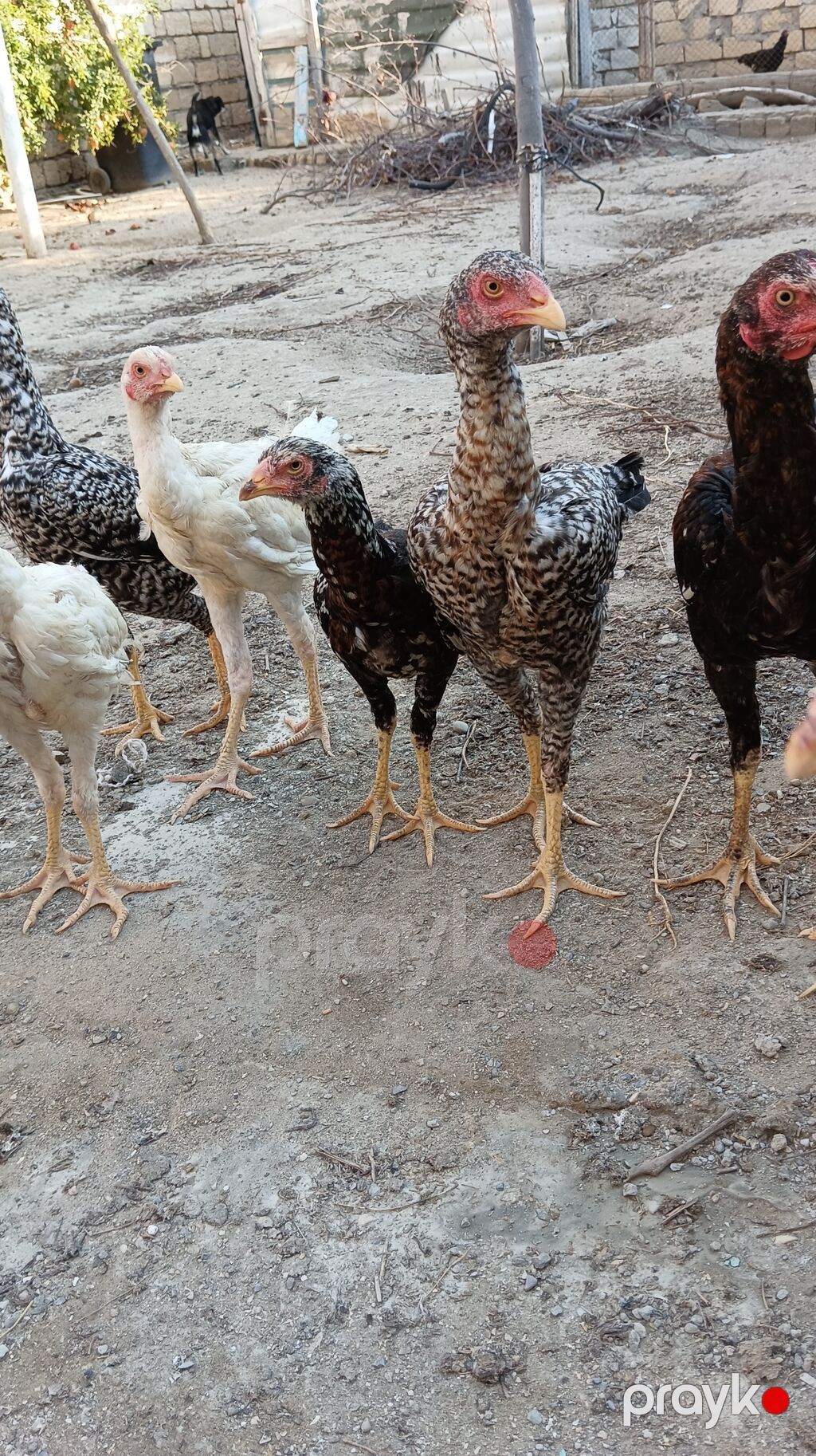 1 Xoruz 4 toyuq hamsı irak sortu pileymutdi hec bir prablemleri — Toyuq və xoruz, Saray (10)