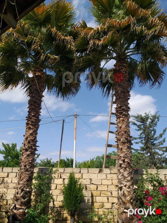 Palma vaşinqton — Bitkilər, Bakı (3)