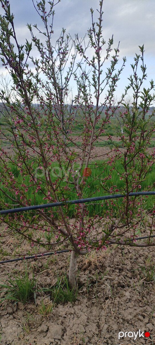 400 sot torpaq sahəsi, Şabran r — Torpaq, Şabran (3)