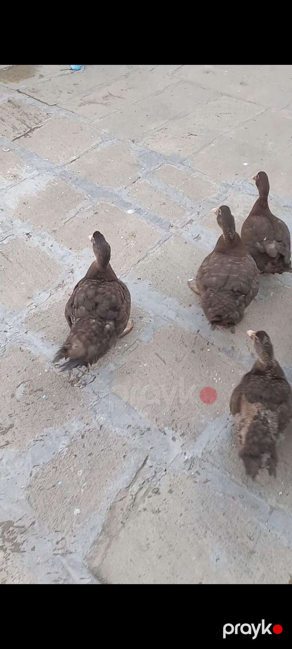 2aylıq qırmızı öküzlər Muscovy (hind) ördəkləri – tünd qəhvəyi rəng — Digərləri, Bakı (2)