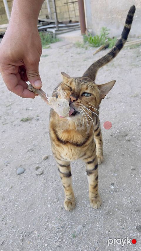 Benqal — Bakı