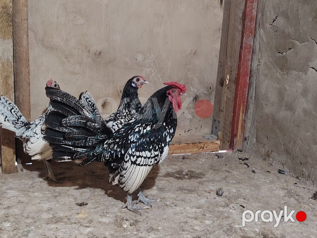 Sibrayt toyuqlar — Quşlar, Bakı (5)