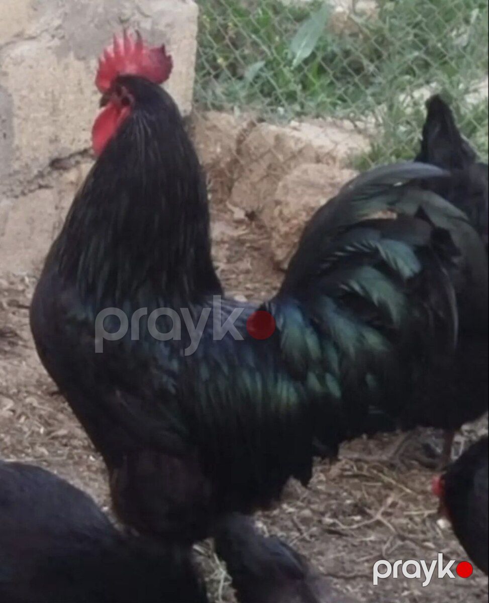 Yumurta — Quşlar, Bakı (2)