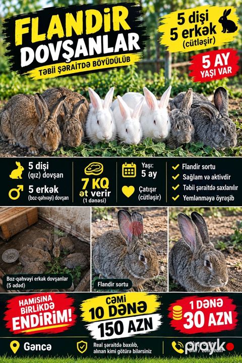 Məhsul: Flandır (Flanders) cins dovşanlar - Cins: Flandır - Say: 10 — Gəncə